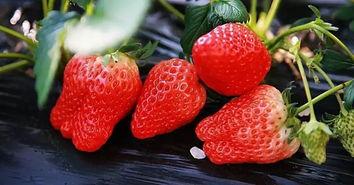 打破传统观念，西瓜地也能种草莓！